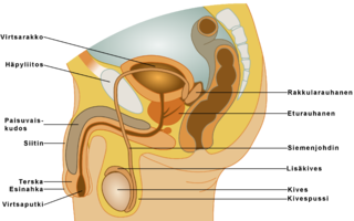 Male reproductive system