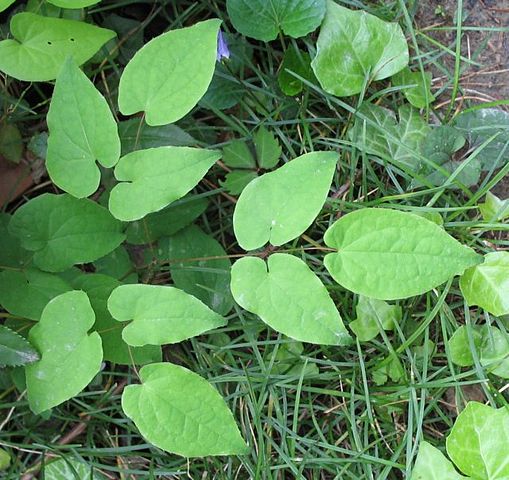 Horny Goat Weed