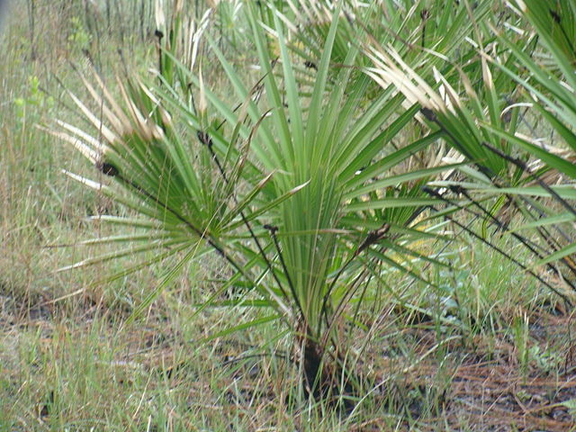 Saw Palmetto