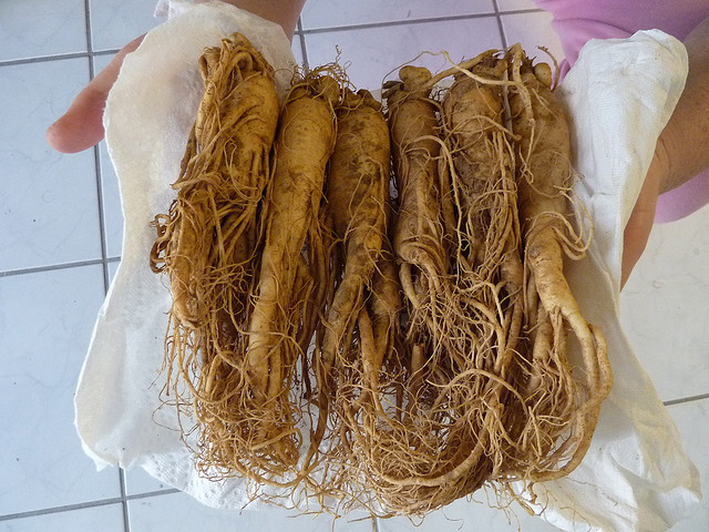 Korean Ginseng