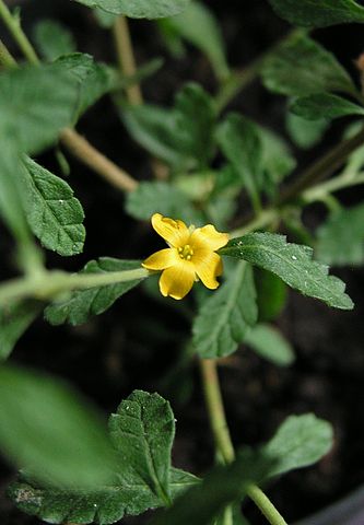 Damiana leaf