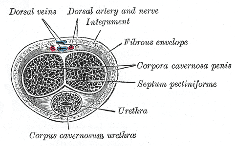 corpus cavernosa
