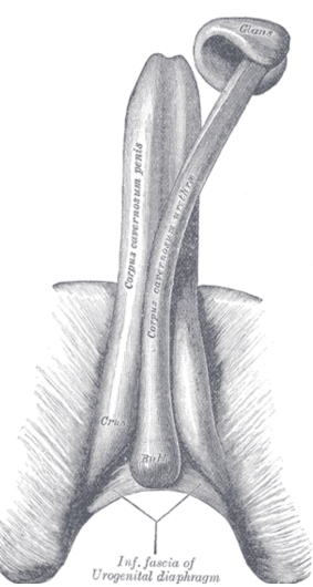 size of the penis