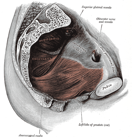 pubococcygeus muscle
