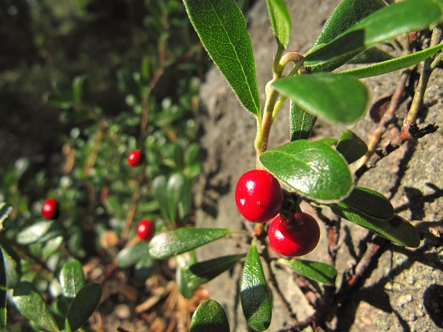 Bearberry