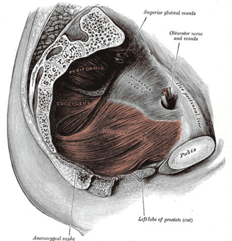 pubococcygeal muscles