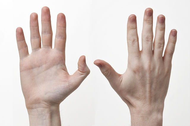 both hands
