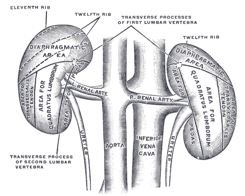 kidney