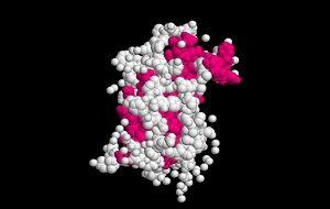 Growth hormone