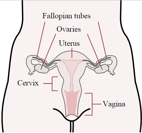 fallopian tube