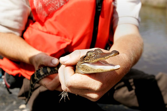 Baby Crocodile