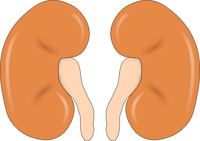 Kidneys