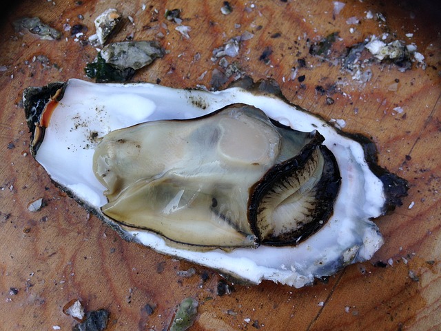 oysters