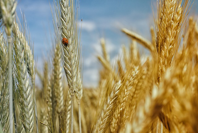 whole grains