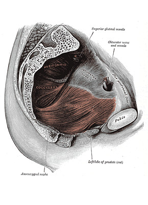 pubococcygeus