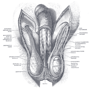 man's genitals and anus