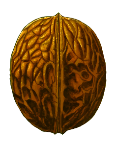 walnut