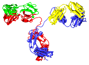 immunoglobulin