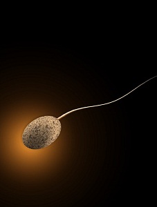 Sperm