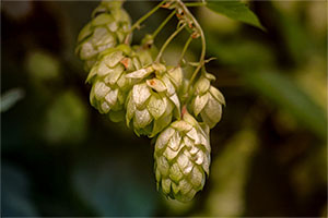 Hop (Strobile) Extract